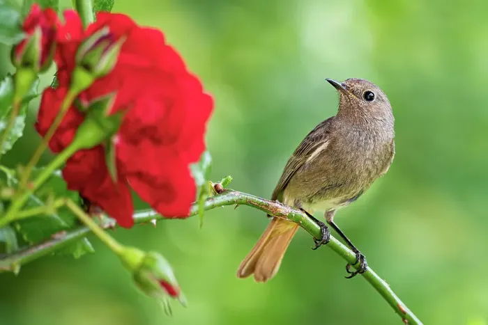 Framed Print : Black redstart (Phoenicurus ochruros) female, perched in Rose (Rosaceae) bush, Lucerne, Switzerland. June Framed Print : Black redstart (Phoenicurus ochruros) female, perched in Rose (Rosaceae) bush, Lucerne, Switzerland. June