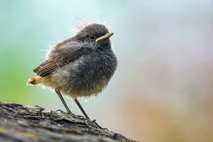 Framed Print : Black redstart (Phoenicurus ochruros) fledgling perched on branch, Lucerne, Switzerland. May Framed Print : Black redstart (Phoenicurus ochruros) fledgling perched on branch, Lucerne, Switzerland. May