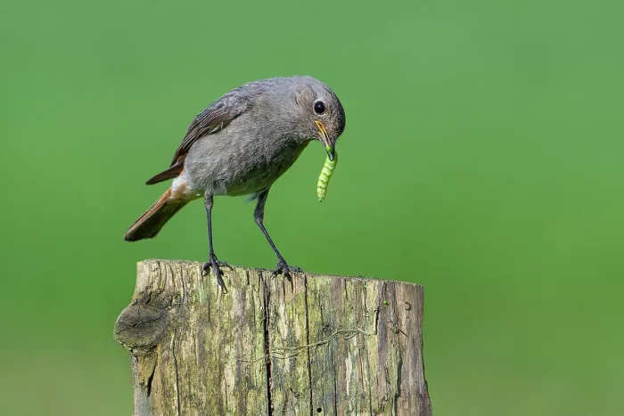 Framed Print : Black redstart (Phoenicurus ochruros gibraltariensis) perched on wooden fence post with caterpillar prey in beak, Ardennes, Belgium. May Framed Print : Black redstart (Phoenicurus ochruros gibraltariensis) perched on wooden fence post with caterpillar prey in beak, Ardennes, Belgium. May