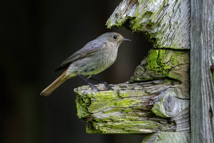 Framed Print : Black redstart (Phoenicurus ochruros gibraltariensis) perched on weathered wooden beam of barn in spring, Ardennes, Belgium. May Framed Print : Black redstart (Phoenicurus ochruros gibraltariensis) perched on weathered wooden beam of barn in spring, Ardennes, Belgium. May