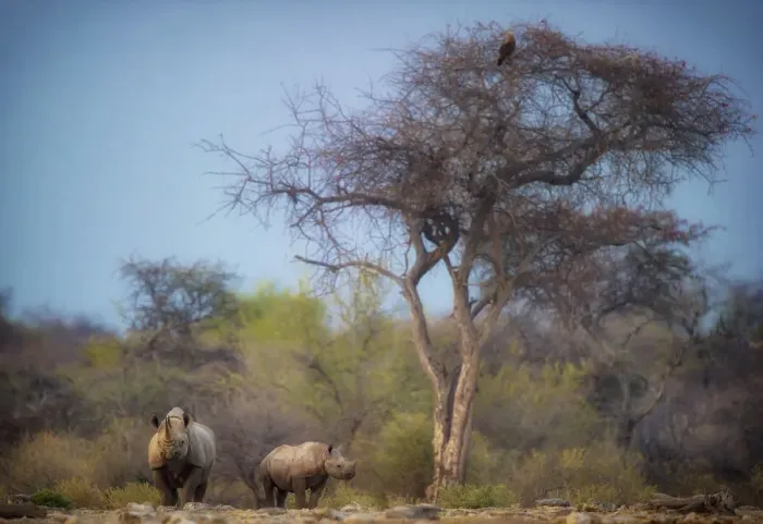 Framed Print : Black rhino (Diceros bicornis) approaching waterhole with her calf close by. Etosha National Park Framed Print : Black rhino (Diceros bicornis) approaching waterhole with her calf close by. Etosha National Park