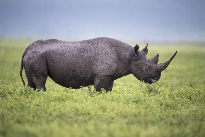 Framed Print : Black rhino (Diceros bicornis) female browsing on herbs. Ngorongoro Crater, Conservation Area Framed Print : Black rhino (Diceros bicornis) female browsing on herbs. Ngorongoro Crater, Conservation Area