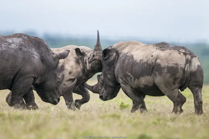 Framed Print : Black rhino (Diceros bicornis) and White rhino (Ceratotherium simum) Framed Print : Black rhino (Diceros bicornis) and White rhino (Ceratotherium simum)