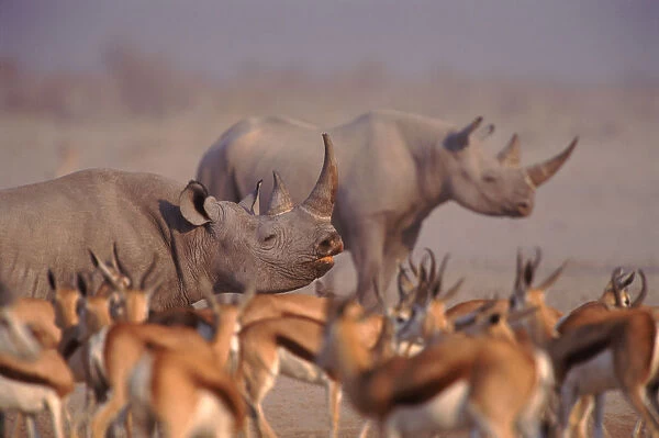 Two Black rhinoceros (Diceros bicornis) with Springbok in foreground. Etosha NP, Namibia