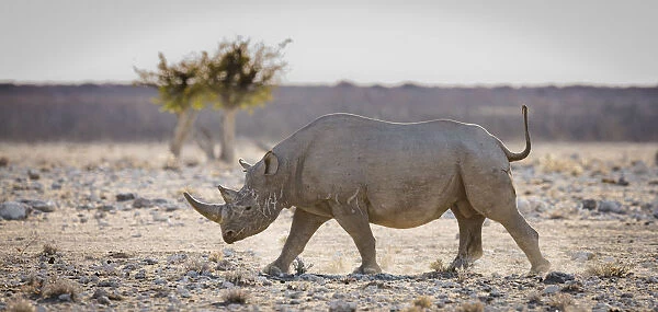 Black rhinoceros (Diceros bicornis) walking with its tail held high, Etosha National Park