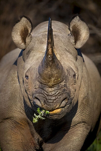 Black rhinoceros (Diceros bicornis) feeding in early morning light, Kariega Game Reserve