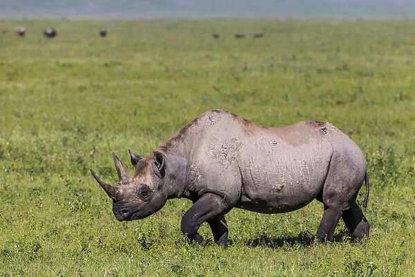 Black rhinoceros (Diceros bicornis) female walking across grassland, Ngorongoro Crater