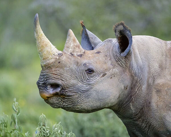 Black rhinoceros (Diceros bicornis) Etosha National Park, Namibia. March