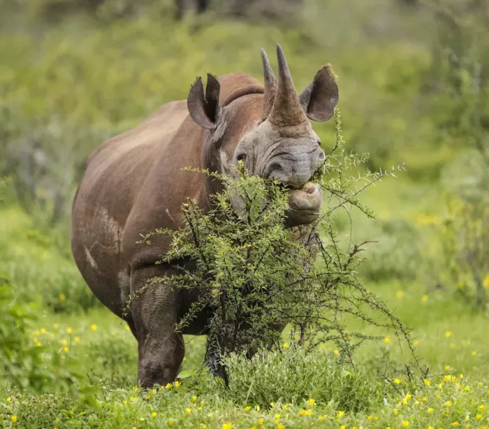 Framed Print : Black rhinoceros (Diceros bicornis) browsing on a thorny Acacia bush, Etosha National Park, Namibia Framed Print : Black rhinoceros (Diceros bicornis) browsing on a thorny Acacia bush, Etosha National Park, Namibia