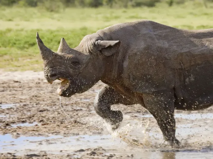 Framed Print : Black rhinoceros {Diceros bicornis} charging with mouth open, Etosha national park Framed Print : Black rhinoceros {Diceros bicornis} charging with mouth open, Etosha national park