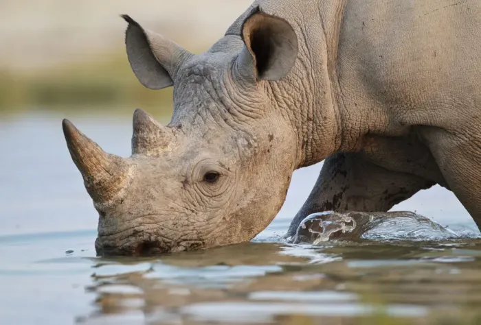 Framed Print : Black Rhinoceros [Diceros bicornis] drinking, Etosha National Park, Namibia, August