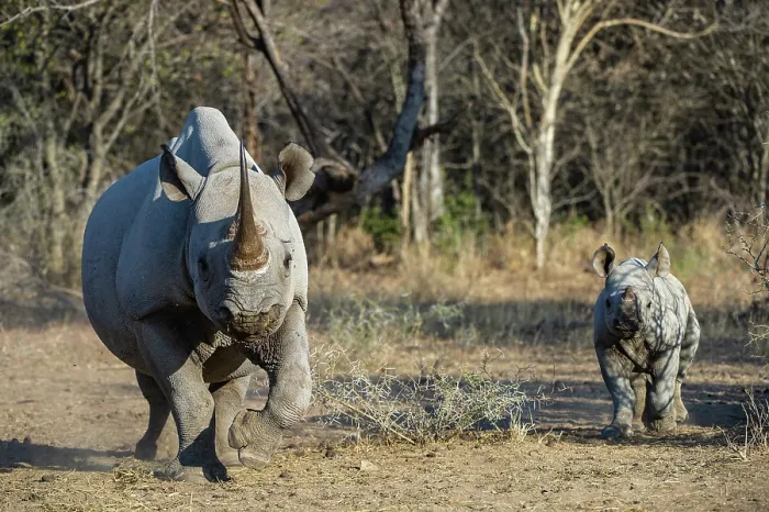Framed Print : Black rhinoceros (Diceros bicornis) female and calf running, Marakele Private Reserve, Limpopo Province, South Africa. Critically endangered Framed Print : Black rhinoceros (Diceros bicornis) female and calf running, Marakele Private Reserve, Limpopo Province, South Africa. Critically endangered