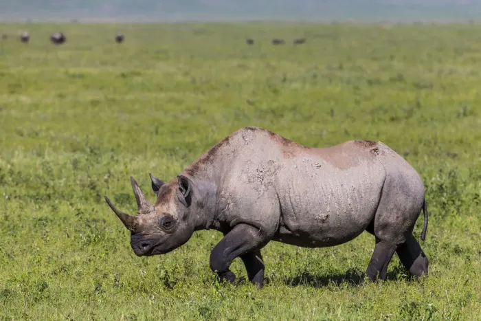 Framed Print : Black rhinoceros (Diceros bicornis) female walking across grassland, Ngorongoro Crater Framed Print : Black rhinoceros (Diceros bicornis) female walking across grassland, Ngorongoro Crater