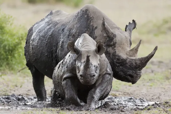 Framed Print : Black rhinoceros (Diceros bicornis) female and young in the mud, Masai-Mara Game Reserve, Kenya Framed Print : Black rhinoceros (Diceros bicornis) female and young in the mud, Masai-Mara Game Reserve, Kenya