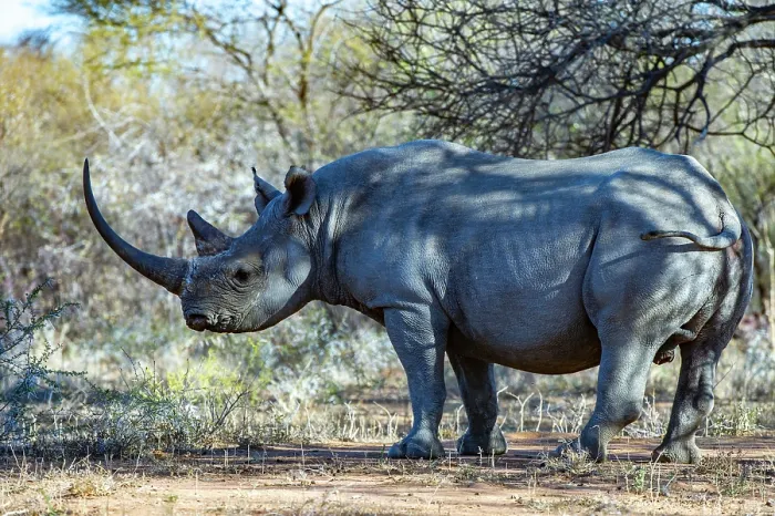 Framed Print : Black rhinoceros (Diceros bicornis) male, portrait, Marataba, Marakele National Park, Limpopo Province, South Africa. Critically endangered Framed Print : Black rhinoceros (Diceros bicornis) male, portrait, Marataba, Marakele National Park, Limpopo Province, South Africa. Critically endangered