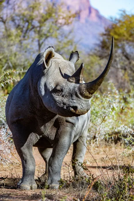 Framed Print : Black rhinoceros (Diceros bicornis) male, portrait, Marataba, Marakele National Park, Limpopo Province, South Africa. Critically endangered Framed Print : Black rhinoceros (Diceros bicornis) male, portrait, Marataba, Marakele National Park, Limpopo Province, South Africa. Critically endangered