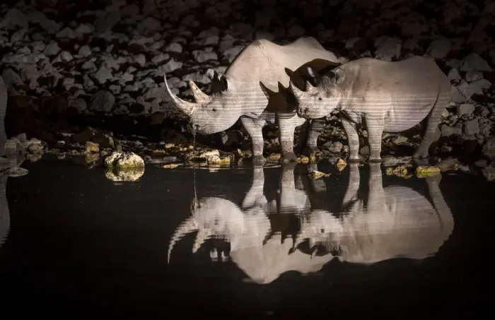 Framed Print : Black rhinoceros (Diceros bicornis) mother and calf having a drink at night with Framed Print : Black rhinoceros (Diceros bicornis) mother and calf having a drink at night with