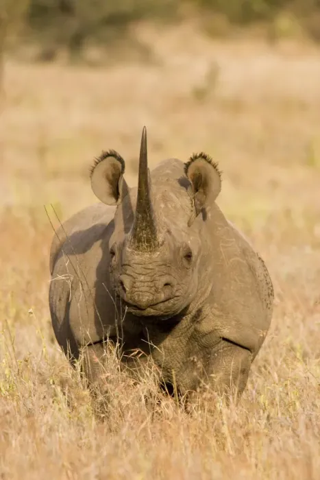 Framed Print : Black Rhinoceros {Diceros bicornis} with oxpecker foraging in ear, Kenya Framed Print : Black Rhinoceros {Diceros bicornis} with oxpecker foraging in ear, Kenya