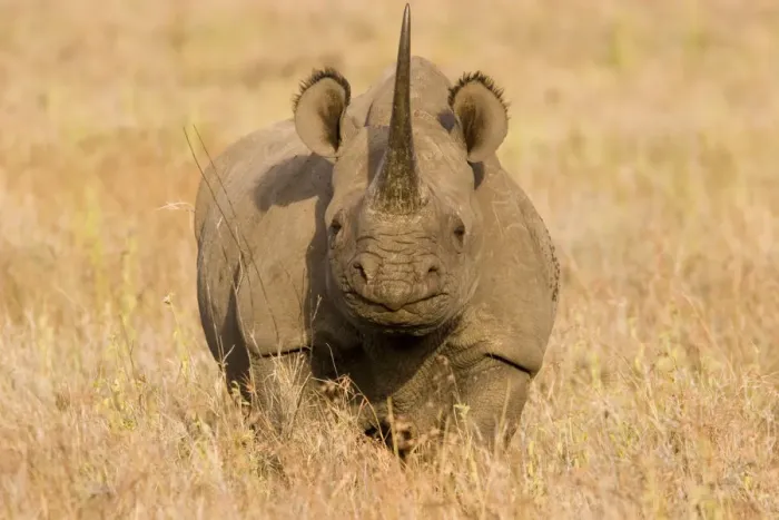 Framed Print : Black Rhinoceros {Diceros bicornis} portrait, Kenya Framed Print : Black Rhinoceros {Diceros bicornis} portrait, Kenya