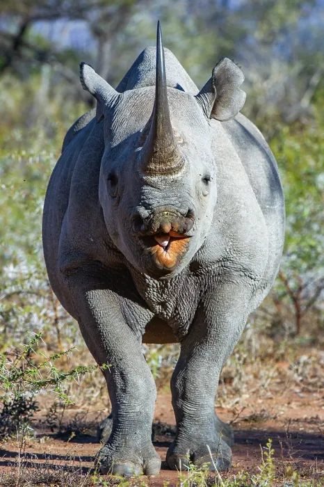 Framed Print : Black rhinoceros (Diceros bicornis) portrait, Marataba, Marakele National Park, Limpopo Province, South Africa. Critically endangered Framed Print : Black rhinoceros (Diceros bicornis) portrait, Marataba, Marakele National Park, Limpopo Province, South Africa. Critically endangered