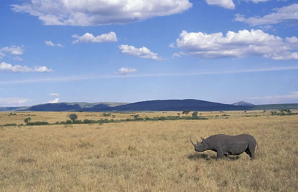 Black rhinoceros {Diceros bicornis} on savanna, Kenya