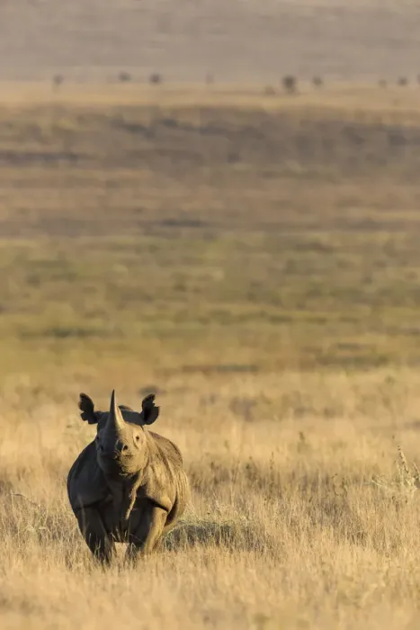 Framed Print : Black rhinoceros (Diceros bicornis) on savanna, Lewa Wildlife Conservancy, Laikipia Framed Print : Black rhinoceros (Diceros bicornis) on savanna, Lewa Wildlife Conservancy, Laikipia