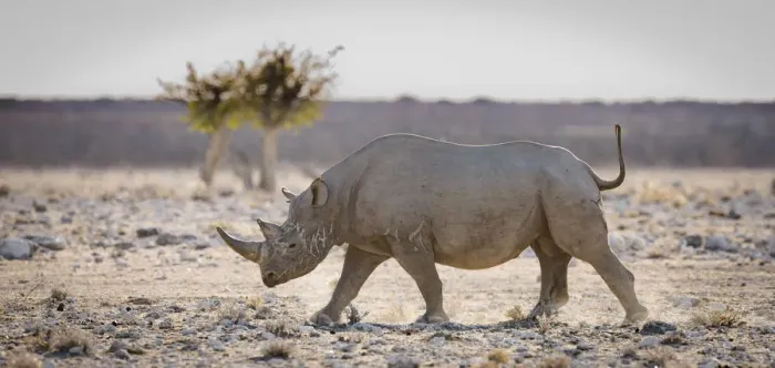 Framed Print : Black rhinoceros (Diceros bicornis) walking with its tail held high, Etosha National Park Framed Print : Black rhinoceros (Diceros bicornis) walking with its tail held high, Etosha National Park
