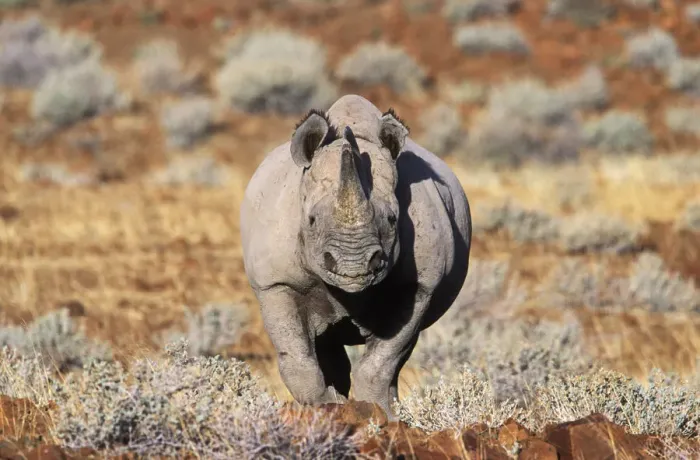 Framed Print : Black rhinoceros walking, desert {Diceros bicornis} Damaraland, Namibia Framed Print : Black rhinoceros walking, desert {Diceros bicornis} Damaraland, Namibia