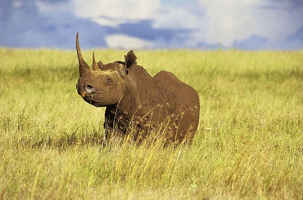 Black rhinocerus (Diceros bicornis) in long grass, Lewa Downs Reserve, Kenya, January