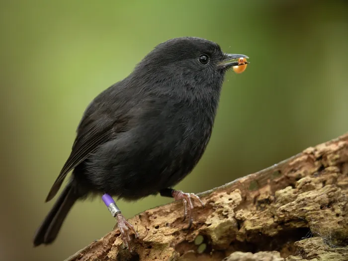 Framed Print : Black robin (Petroica traversi) perched on branch with mealworm in beak Framed Print : Black robin (Petroica traversi) perched on branch with mealworm in beak