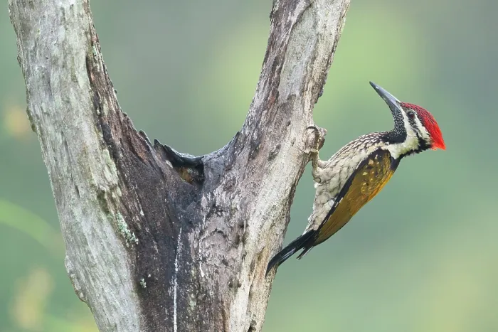 Framed Print : Black-rumped flameback woodpecker (Dinopium benghalense) male, perched on tree trunk, Thattekad Bird Reserve, Kerala, India Framed Print : Black-rumped flameback woodpecker (Dinopium benghalense) male, perched on tree trunk, Thattekad Bird Reserve, Kerala, India
