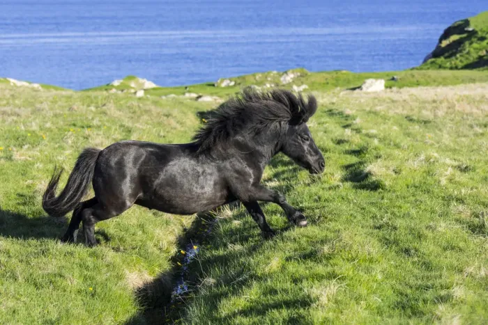 Framed Print : Black Shetland pony jumps over ditch in field along the coast on the Shetland Islands