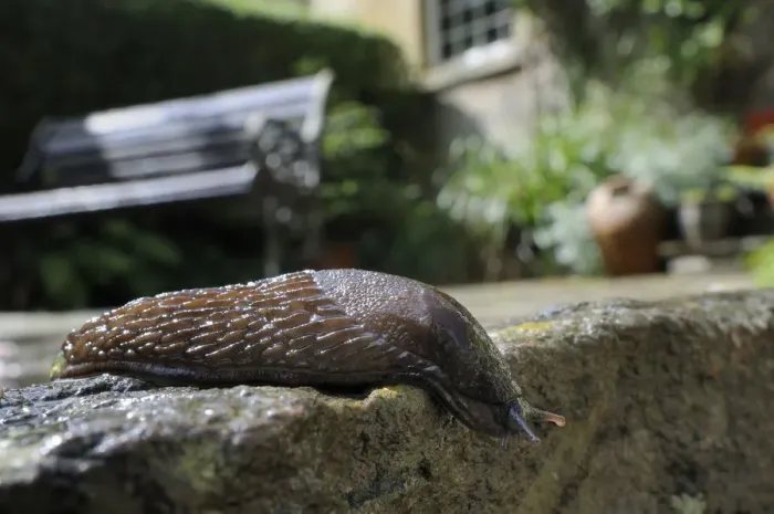 Framed Print : Black slug (Arion ater), brown form, crawling over patio after rain, with house