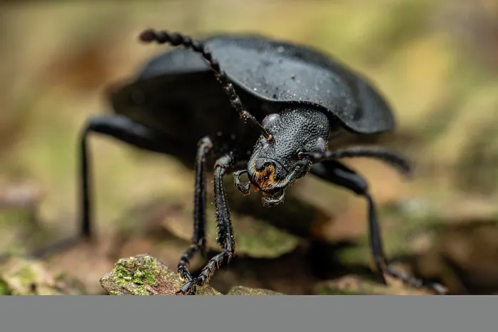 Framed Print : Black snail beetle (Phosphuga atrata) portrait, Lucerne, Switzerland. March Framed Print : Black snail beetle (Phosphuga atrata) portrait, Lucerne, Switzerland. March