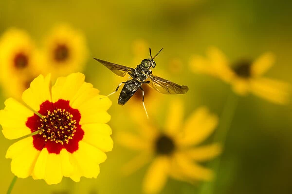 Black soldier fly (Hermetia illucens) flying from flower, Tuscaloosa County, Alabama