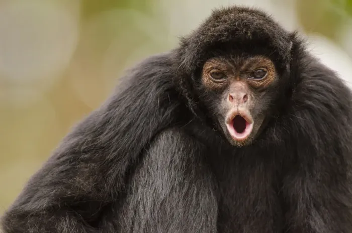 Framed Print : Black spider monkey (Ateles chamek) calling, captive, Peru Framed Print : Black spider monkey (Ateles chamek) calling, captive, Peru