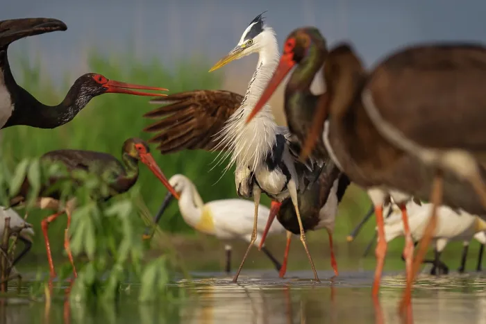 Framed Print : Black stork (Ciconia nigra) displaying aggressive behaviour towards Grey heron (Ardea cinerea) among feeding group of Black storks (Ciconia nigra)