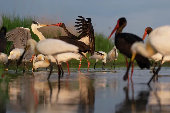 Framed Print : Black stork (Ciconia nigra) fighting with Grey heron (Ardea cinerea) surrounded by Eurasian spoonbills (Platalea leucorodia) and Black storks (Ciconia nigra)