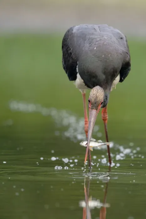 Framed Print : Black stork (ciconia nigra) with fish in beak, Elbe Biosphere Reserve, Lower Saxony