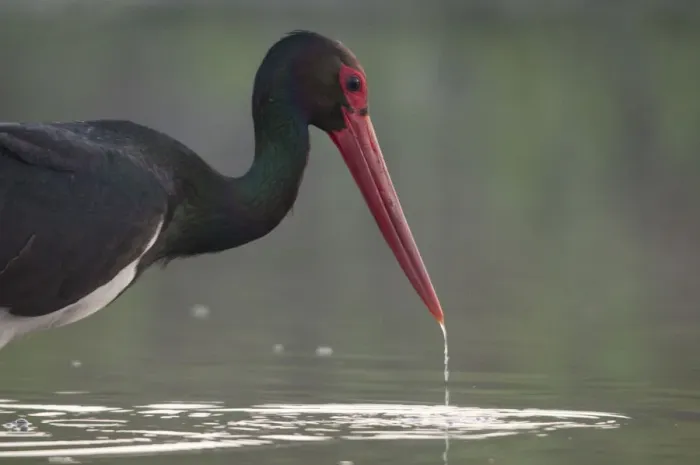 Framed Print : Black stork (Ciconia nigra) fishing, Fisher pond, Prypiat area, Belarus, June 2009