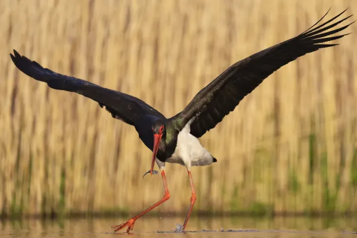 Framed Print : Black stork (Ciconia nigra) fishing, Pusztaszer reserve, Hungary. May