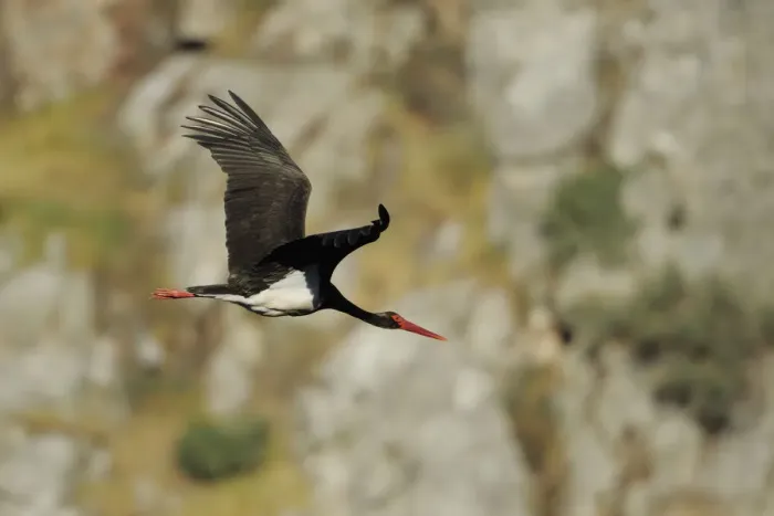 Framed Print : Black stork (Ciconia nigra) in flight, Monfrague National Park, Extremadura, Spain