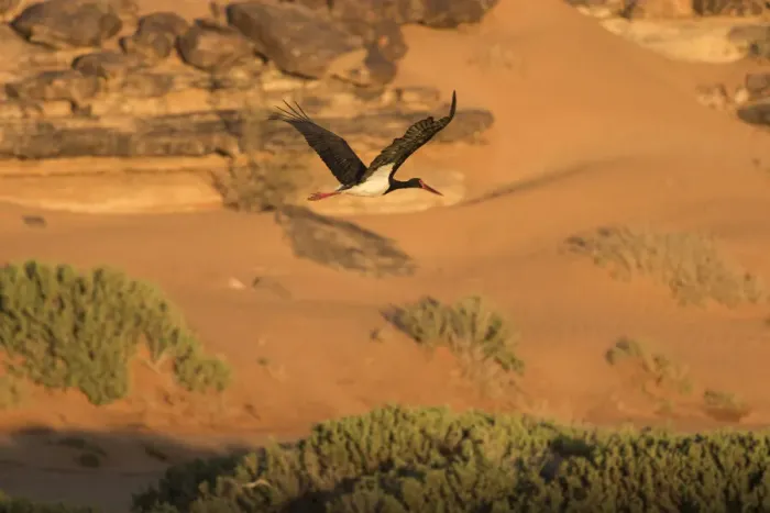 Framed Print : Black stork (Ciconia nigra) in flight during spring migration across the Sahara desert
