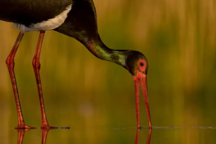 Framed Print : Black stork (Ciconia nigra) foraging in shallow water, Pusztaszer reserve, Hungary. May
