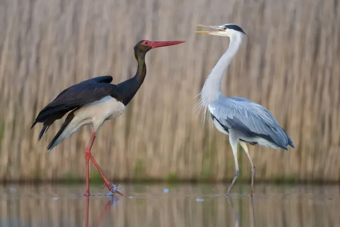 Framed Print : Black stork (Ciconia nigra) and Grey heron (Ardea cinerea) Pusztaszer reserve, Hungary