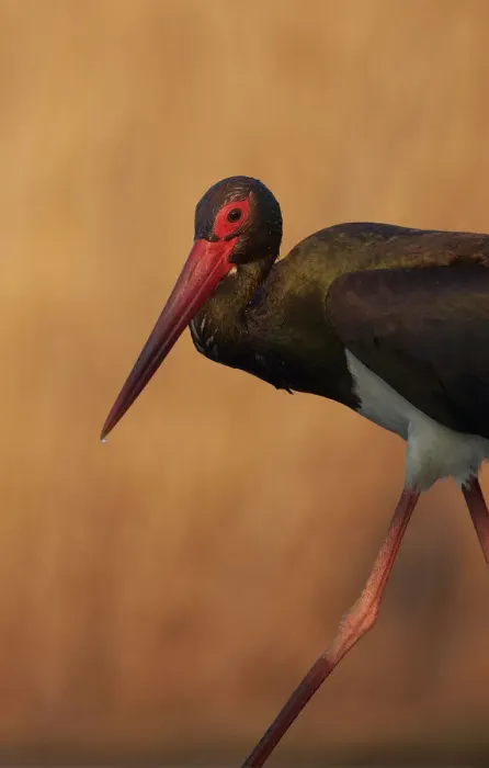 Framed Print : Black stork (Ciconia nigra) Hungary May
