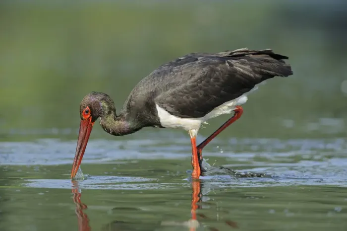 Framed Print : Black stork (Ciconia nigra) hunting for fish, Elbe Biosphere Reserve, Lower Saxony