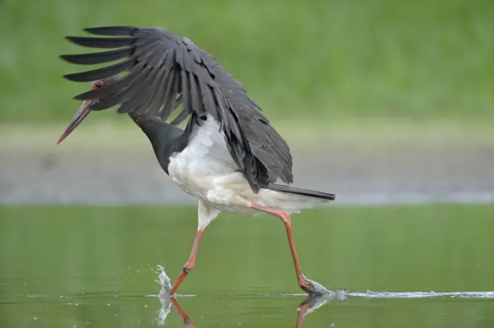 Framed Print : Black stork (Ciconia nigra) just after landing in river, Elbe Biosphere Reserve, Lower Saxony