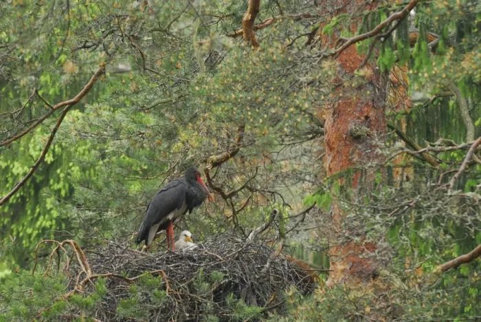 Framed Print : Black stork (Ciconia nigra) on nest with chick, Latvia, June 2009. WWE OUTDOOR EXHIBITION