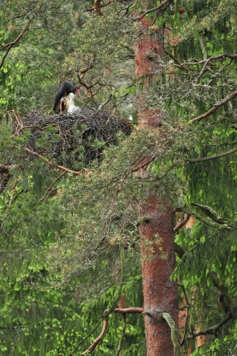 Framed Print : Black stork (Ciconia nigra) on nest with two chicks, Latvia, June 2009